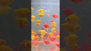 Red and yellow tetra fishes in an aquarium [upl. by Aneleiram]