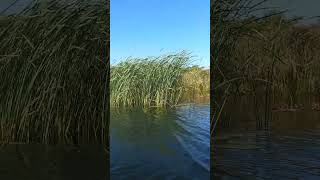 Reeds and wind  Point 65 kayak during my longest kayaking day trip to date 50 km [upl. by Vance521]