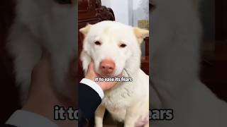 Why does the puppy keep crying shortvideo rescue cute animals puppy dog abandoned [upl. by Osterhus]