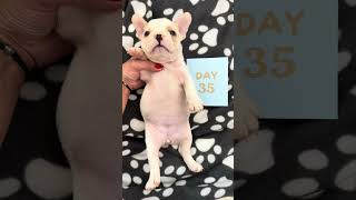 160 days growth stages 😘 puppy growth [upl. by Yeliab]