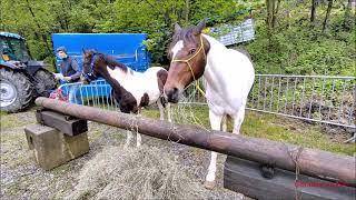 CAVALLI E PONY ALLA FIERA DI SAN GIORS A FRABOSA SOTTANA CN DOM 28  4  2024 [upl. by Sneve301]