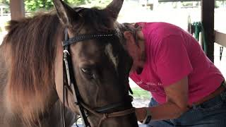 Tacking up  Bridle with a Noseband [upl. by Reeher644]