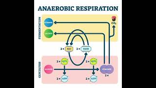 Botanica  Anaerobic respiration  Fermentation  Lactic Acid  Alcoholic Fermentation [upl. by Stearne]