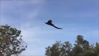 Flying Peacock Compilation [upl. by Jalbert]