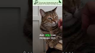 Will a Cat Let me Pet Them 🐈 How to know [upl. by Benedic]