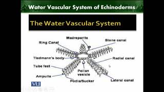 Water Vascular System of Echinoderms  Animal Diversity Invertebrates  ZOO512TTopic218 [upl. by Seraphim]