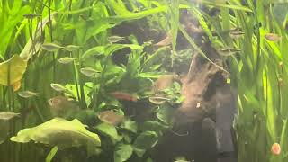 Eheim Proxima 250 planted aquarium Low tech set up [upl. by Egor]