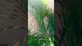 Areca palm care tipsyellowleaves tips arecapalmcareindoorplanting ytshortsgardeningtips [upl. by Nastassia]