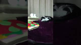 My favorite favorite cat cats tuxedocat puppet puppets snarkypuppets [upl. by Snoddy]