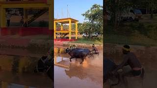 Kambala 😍kambalafan kambala kambalalive moodbidri kudla karkala mangalore kantara daiva [upl. by Alemac]