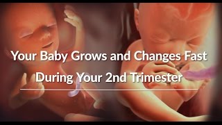 Your Growing Babys Changes Through the Second Trimester  WebMD [upl. by Ocsisnarf]