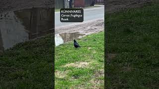 Künnivares Corvus frugilegus Rook  Eesti linnud [upl. by Bacchus]