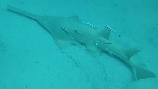 Sawfish swimming through bait 2 sawfish hunting [upl. by Gonzales]