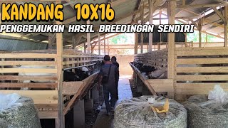 adu mekanin ternak kambing SH FARM dan WartaMenda [upl. by Namhar]