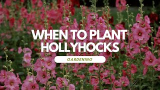 When To Plant Hollyhocks [upl. by Belac355]