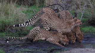 Wildlife at Tintswalo Safari Lodge [upl. by Goodson]