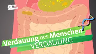 Verdauungsvorgänge  alpha Lernen erklärt Biologie [upl. by Adnarb]