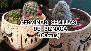 Como germinar semillas de cactus biznaga mammillaria biznaga de chilitos suculentas [upl. by Suoivatnod]