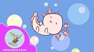 Axolotl Song  Original music for kids  Meet the cutest Mexican salamander [upl. by Esilahc]