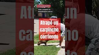 Atrapó un carpincho corriendo por la ciudad de Chacabuco [upl. by Filler692]