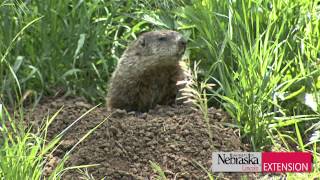 Controlling WoodchucksGroundhogs [upl. by Allekram334]