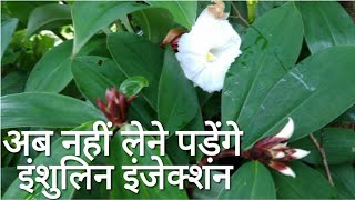 इंशुलिन प्लांट से इंशुलिन इंजेक्शन लेना बंद करो [upl. by Gniw]