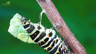 The life cycle of a Moth FHD And Flowing water relaxation [upl. by Emoraj964]