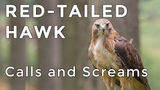 Redtailed Hawk Calls and Sounds 2024  Have you heard this raptor before ID Guide [upl. by Fredrika]