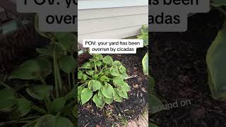 POV your backyard is overrun by cicadas [upl. by Leffert745]