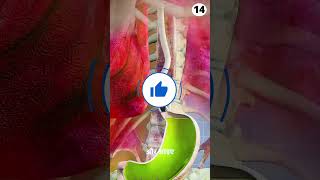 Digestive 🤔system in Acid  3d biology facts professorofhow animation shorts [upl. by Yasdnyl]