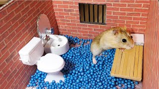 🐹 Hamster escapes from prison pets maze  Hamster Maze [upl. by Sil61]