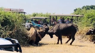 Buffalo headbutts fellow buffalo to save it from male lion [upl. by Myers]