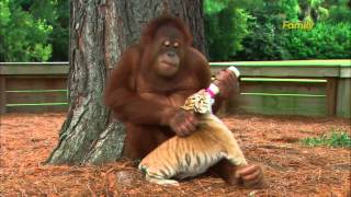 Orangutan Babysits Tiger Cubs AnimalsMediacom [upl. by Solohcin666]