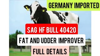 SAG HF BULL 40420🐮GERMANY IMPORTED🐮FULL DETAILSmannfarms [upl. by Olenka]