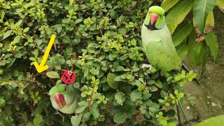 Raw Parrot ringneck parrot talking MitthuMitthu521 [upl. by Mckale]