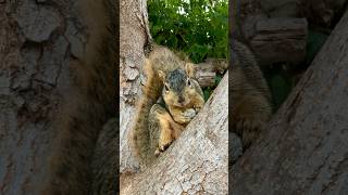 Eating a stone or filing her teeth down Squirrel Momma Faux is teething animals learning facts [upl. by Aloisia]