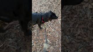 Dog Bark Deterrent Device Stops Bad Behavior [upl. by Cornelius]