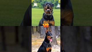 Rottweiler VS Doberman VS Dogo Argentina 😈😈 [upl. by Yreme86]