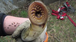 Parasites in the Shallows  Sea Lamprey Monitoring [upl. by Emery329]