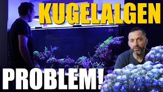 Mein Meerwasseraquarium  PROBLEME LÖSUNGEN neue TIERE [upl. by Tenom99]