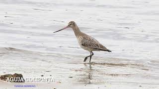 AGUJA COLIPINTA  BAR TAILED GODWIT [upl. by Hogen821]