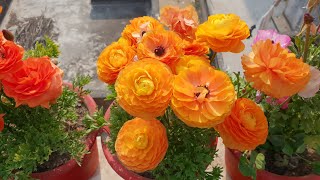 Care of Ranunculus Plant  Beautiful Winter Flower  How to Grow and Care Ranunculus Plant [upl. by Anialram916]