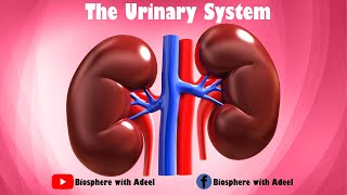 Unveiling the Human Urinary System 🌊  Urinary system  Excretory system  Kidneys  Nephron [upl. by Corilla103]