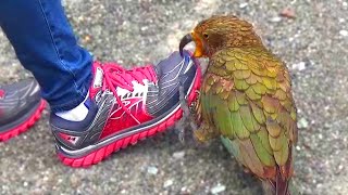 Kea  Naughty Alpine Parrot of New Zealand [upl. by Thant]