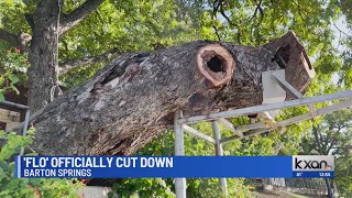 PHOTOS Removal of Barton Springs tree ‘Flo’ [upl. by Bonar]