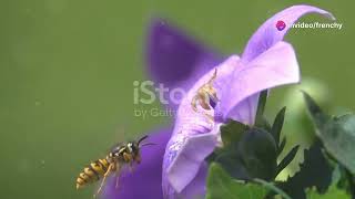 Abeilles vs Guêpes  Les Différences Fascinantes insectes animaux animals wildlife abeilles [upl. by Keverne]