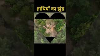 Hathi Raja Kahan chale  हाथी राजाकहाँ चले ।Hindi omprakash rathiya vlogs [upl. by Natika378]