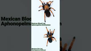 Blood Leg vs Fire Leg Brachypelma boehmei or Aphonopelma bicoloratum  which do you like most [upl. by Atterual63]