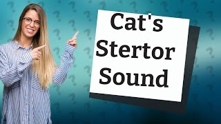 What does a cats stertor sound like [upl. by Naitirb]