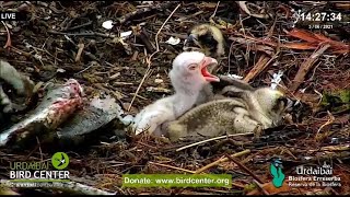 Short sad life of albino Osprey chick JUNE 2021  ©UrdaibaiBirdCentreBasqueCountry [upl. by Chadabe181]